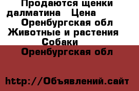 Продаются щенки далматина › Цена ­ 5 000 - Оренбургская обл. Животные и растения » Собаки   . Оренбургская обл.